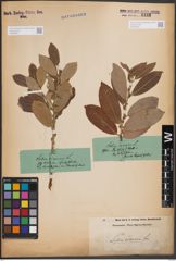 Foto von Salix cinerea L.